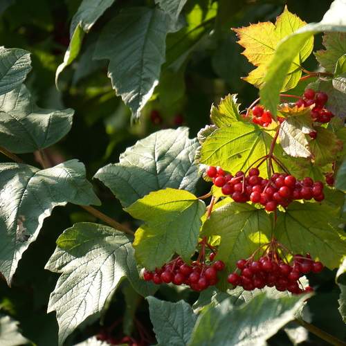 Photo #11178252