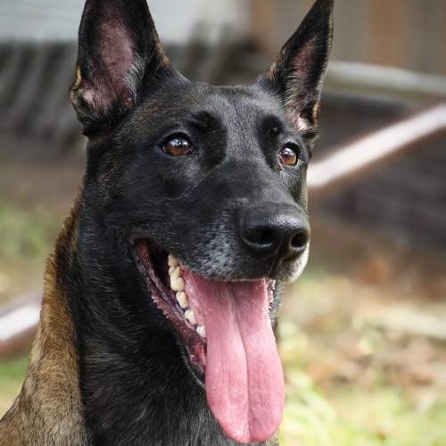 Photo #11178537