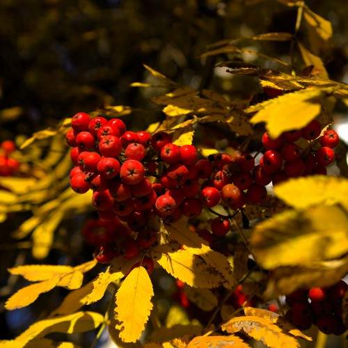 Рябина обыкновенная (Sorbus aucuparia) в осенний период