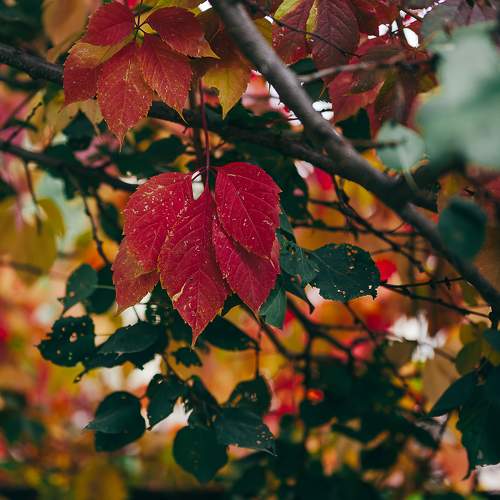 Photo #11179500