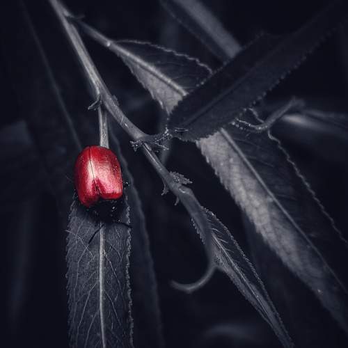 Photo #11180168