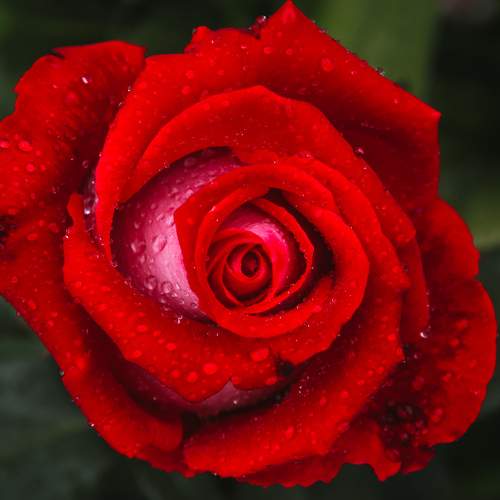 Photo #11180361