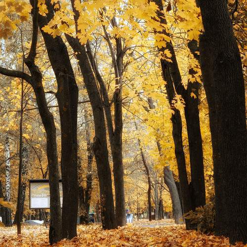Photo #11180625