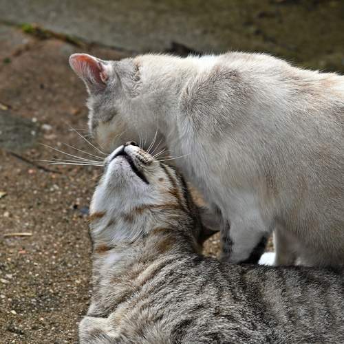 Photo #11181101