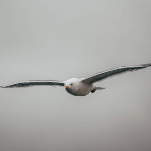 Photo #11181805