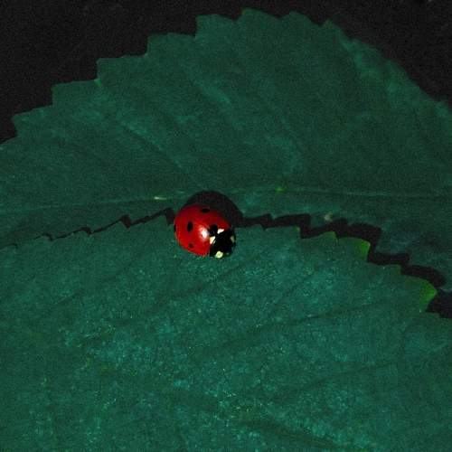 Photo #11182284