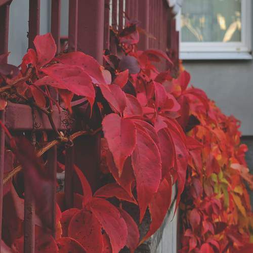Photo #11183010