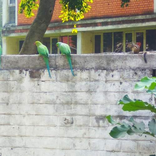 Parrot