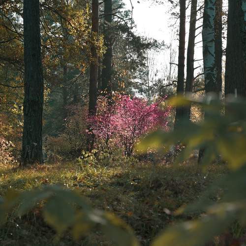 Photo #11183951
