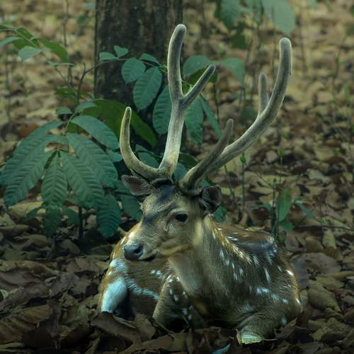 Photo #11184558