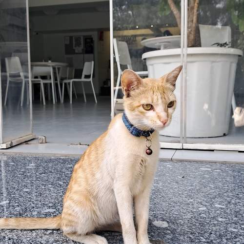 Photo #11184647