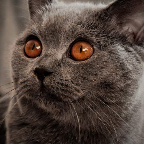 Photo #11184732