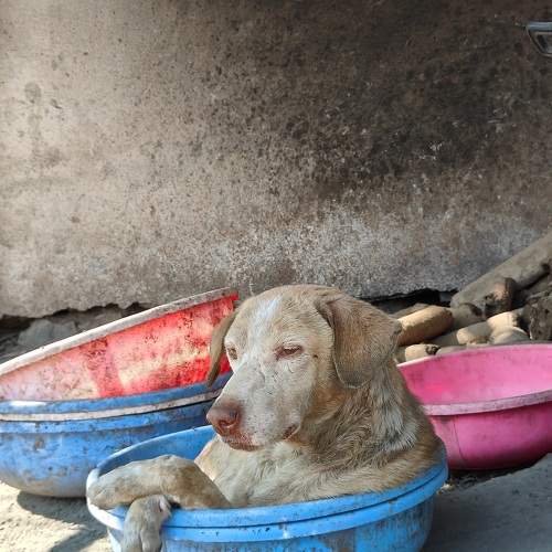 Street dog
