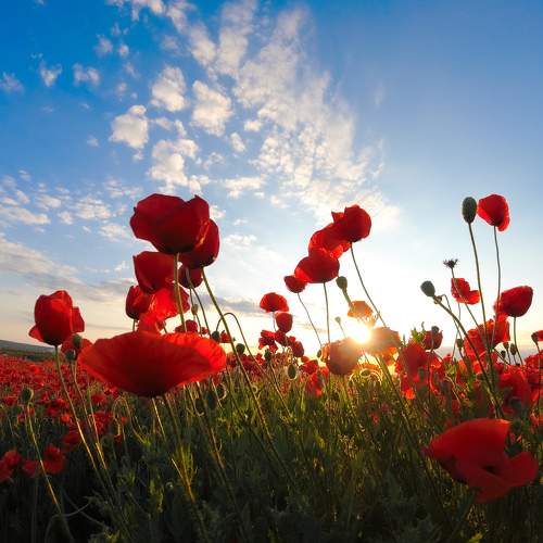 Photo #11184783