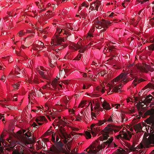 Red leaves
