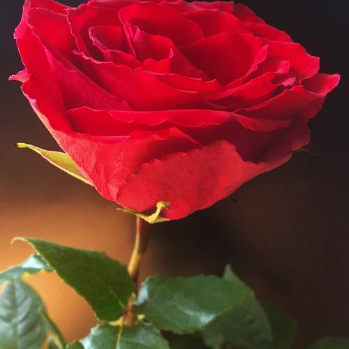 Red Rose 2