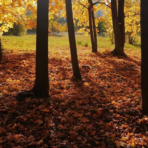 Photo #11186610