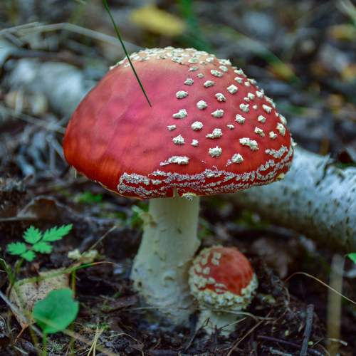 Photo #11187241