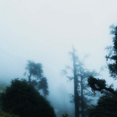 Whispers in the Mist