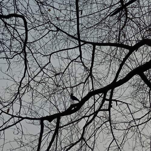 The Crow
