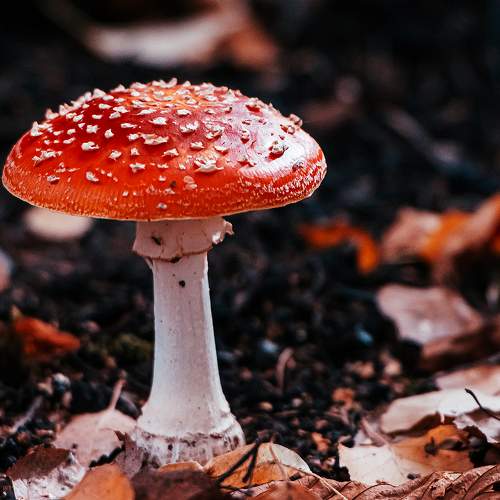 Photo #11190076