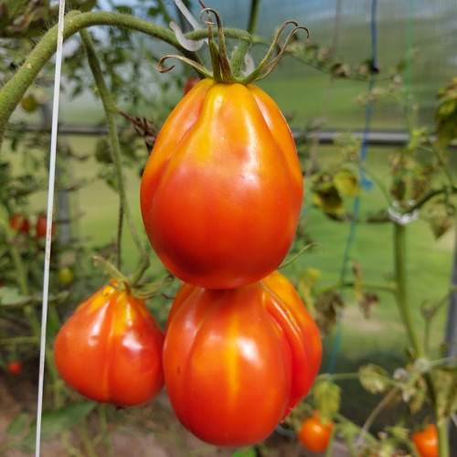 Photo #11190255