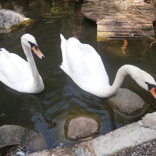 Photo #11190313
