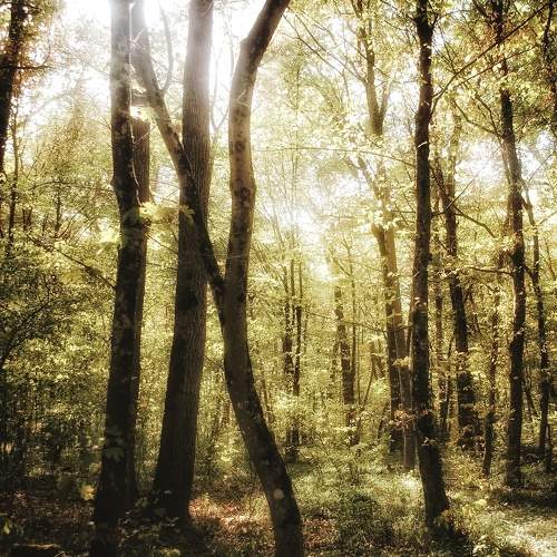 Photo #11190689