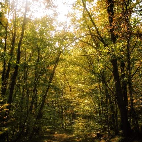 Photo #11190697
