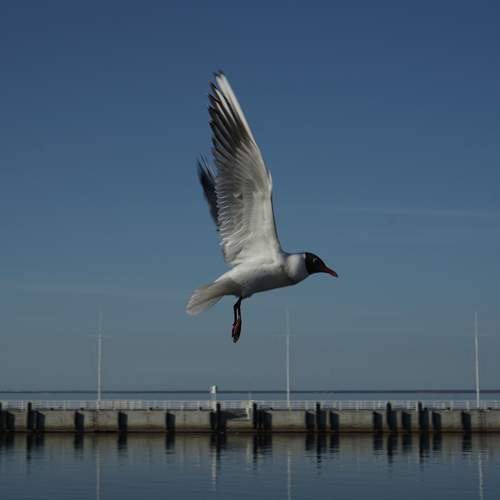 Photo #11190708