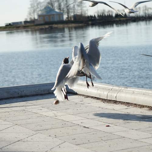 Photo #11190710