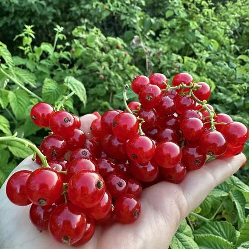 Photo #11191257