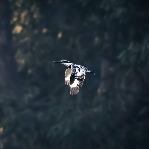 Pied kingfisher