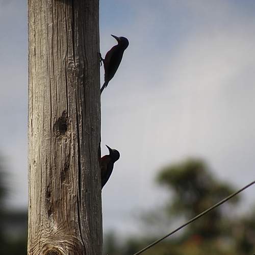 Photo #11193217