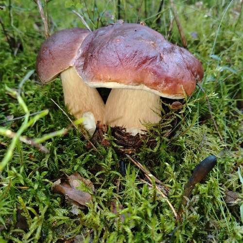 Photo #11194159