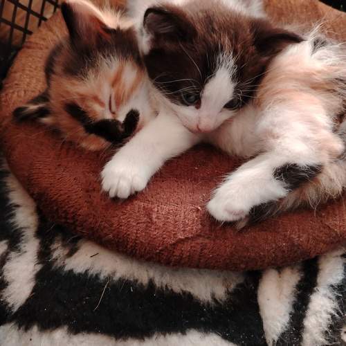 Photo #11194181