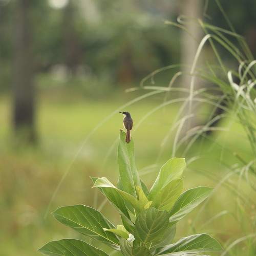 Photo #11194256