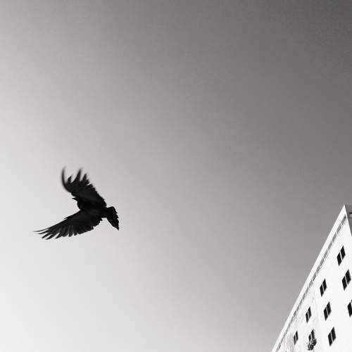 Photo #11194507