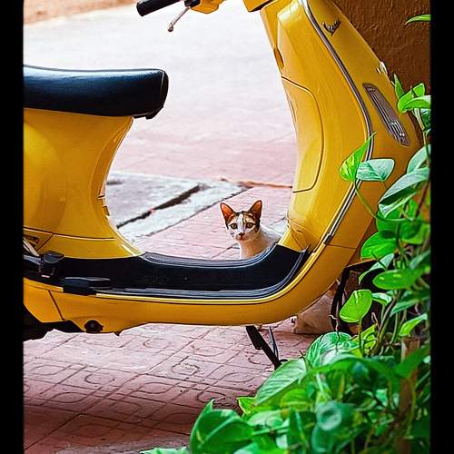 Photo #11194815