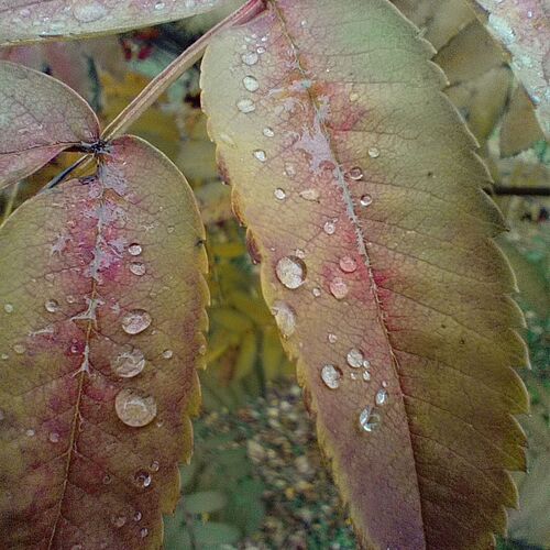 Photo #11194902