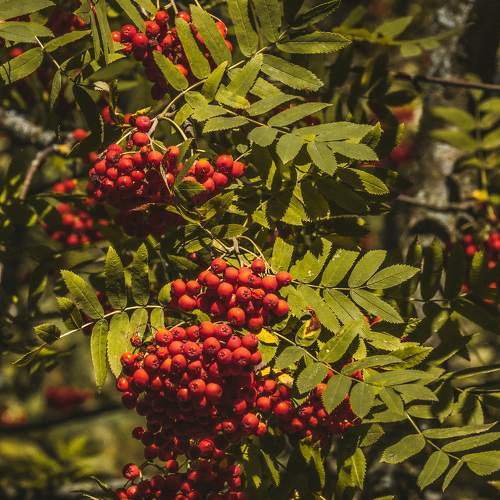 Photo #11196034