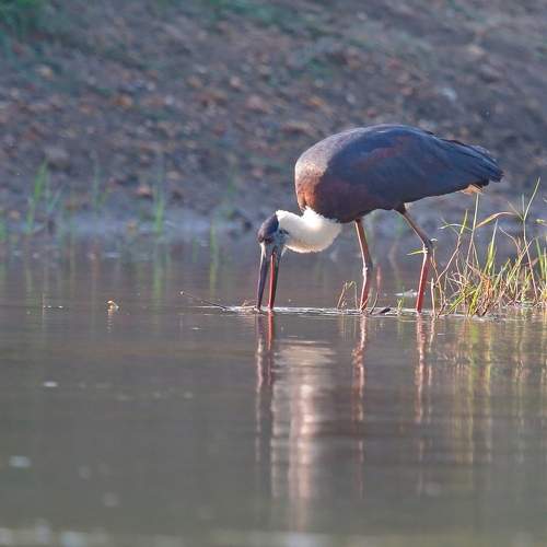 Photo #11196327