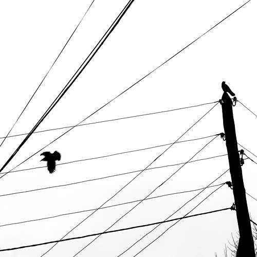 Photo #11196421