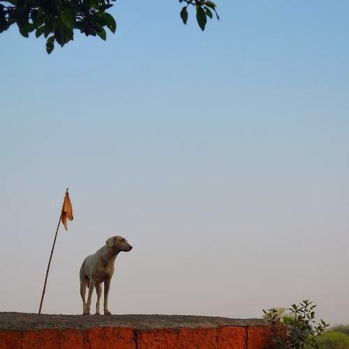 Photo #11196532
