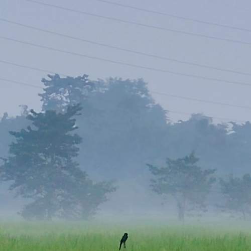 Alone Sparrow