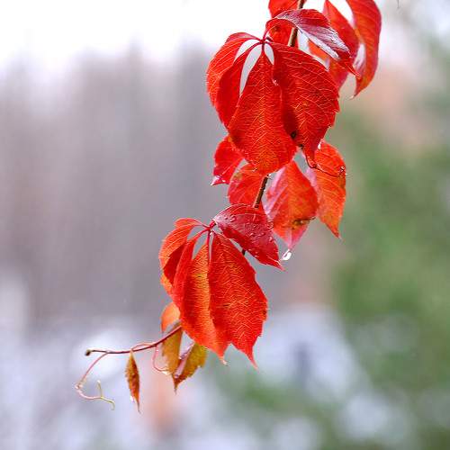 Photo #11196888