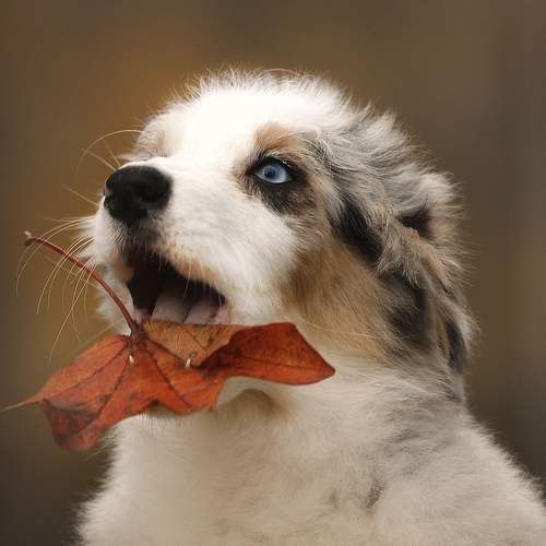 Photo #11197050