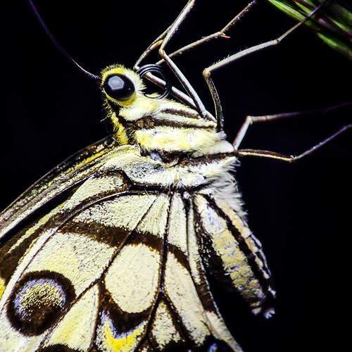 Photo #11197616