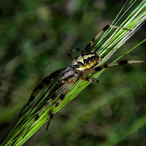 Photo #11197624