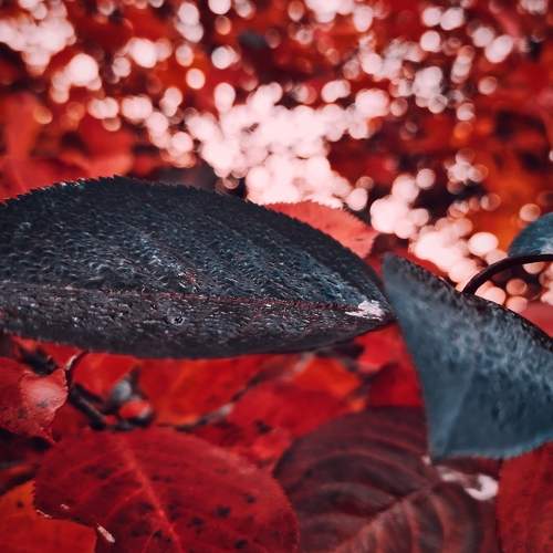 Photo #11197982